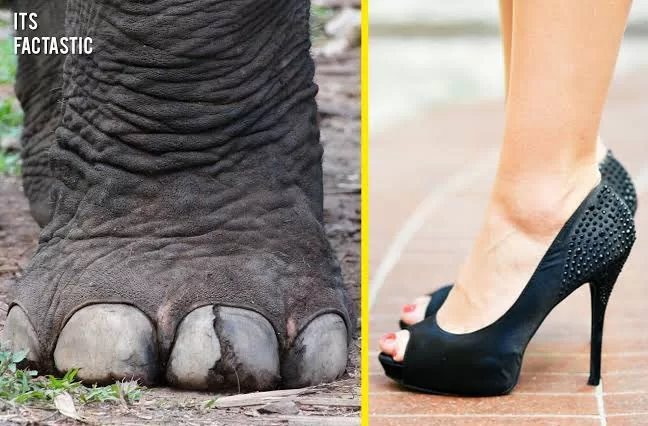 اكتشاف مدهش (سلاح فتاك في المنزل): كيف تتفوق امرأة على فيل بحذاء كعب في الضغط على الأرض؟