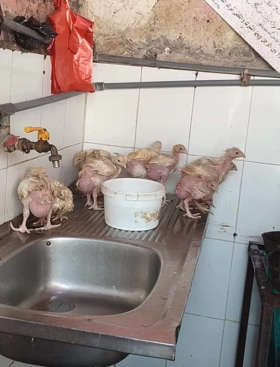 أخبار اليمن اليوم - كثرت الشكاوي من الدجاج المتواجد في أسواق عدن لهذا السبب
